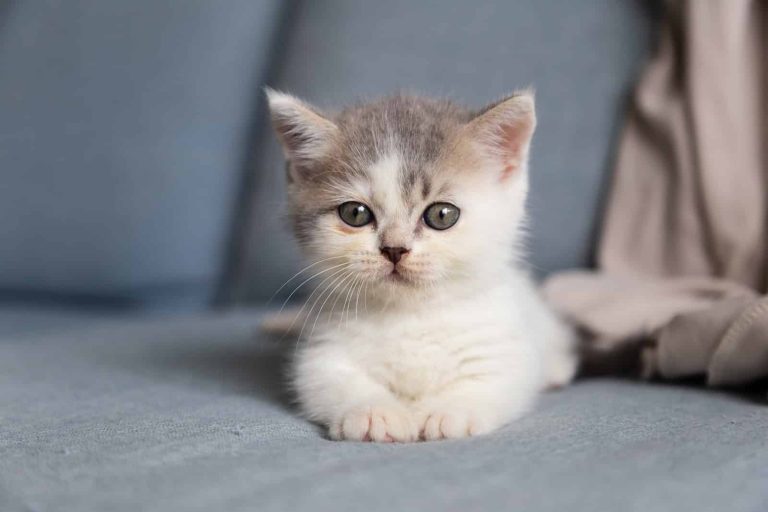 5 Best Substitute For Kitten Formula