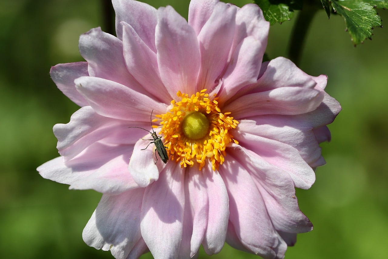 Different Types of Beetles