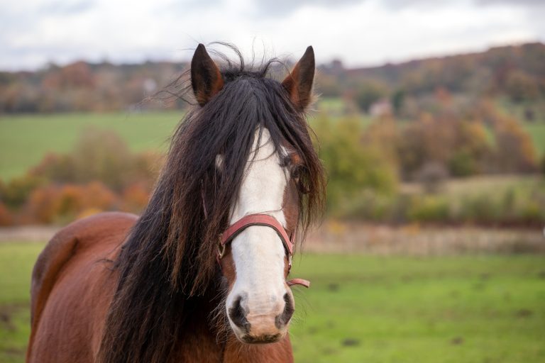 15 Popular Draft Horse Breeds