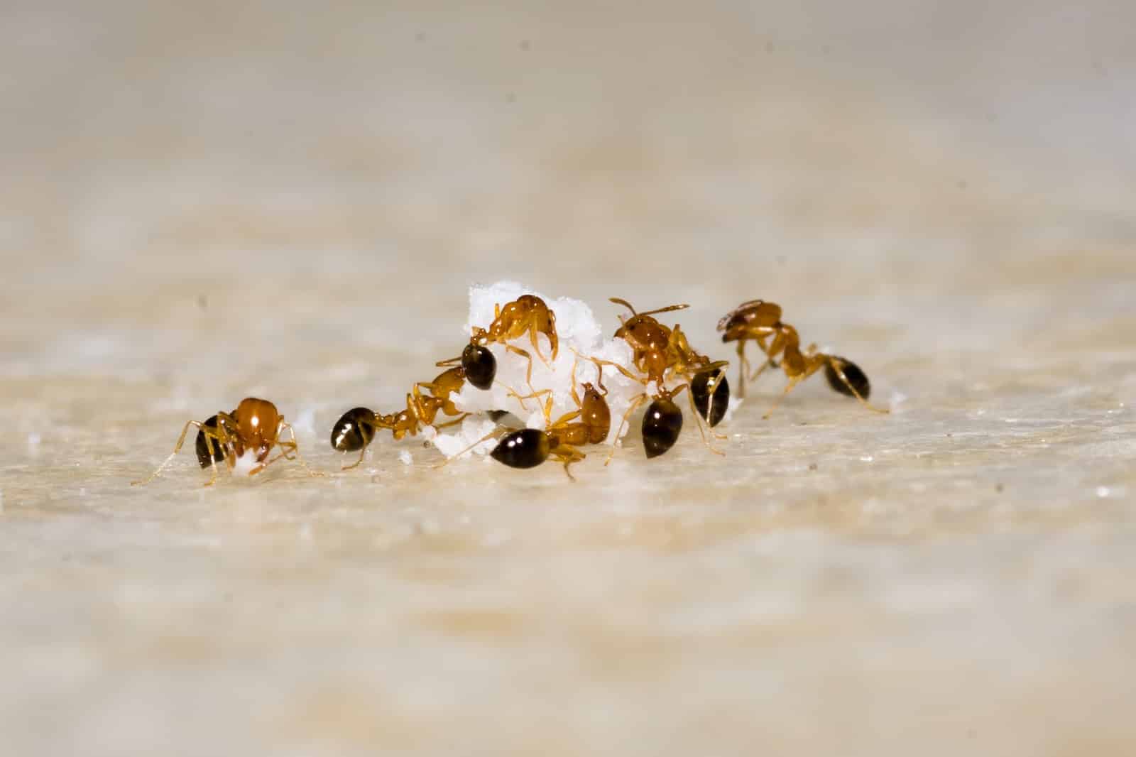How Many Types of Ants Are There?
