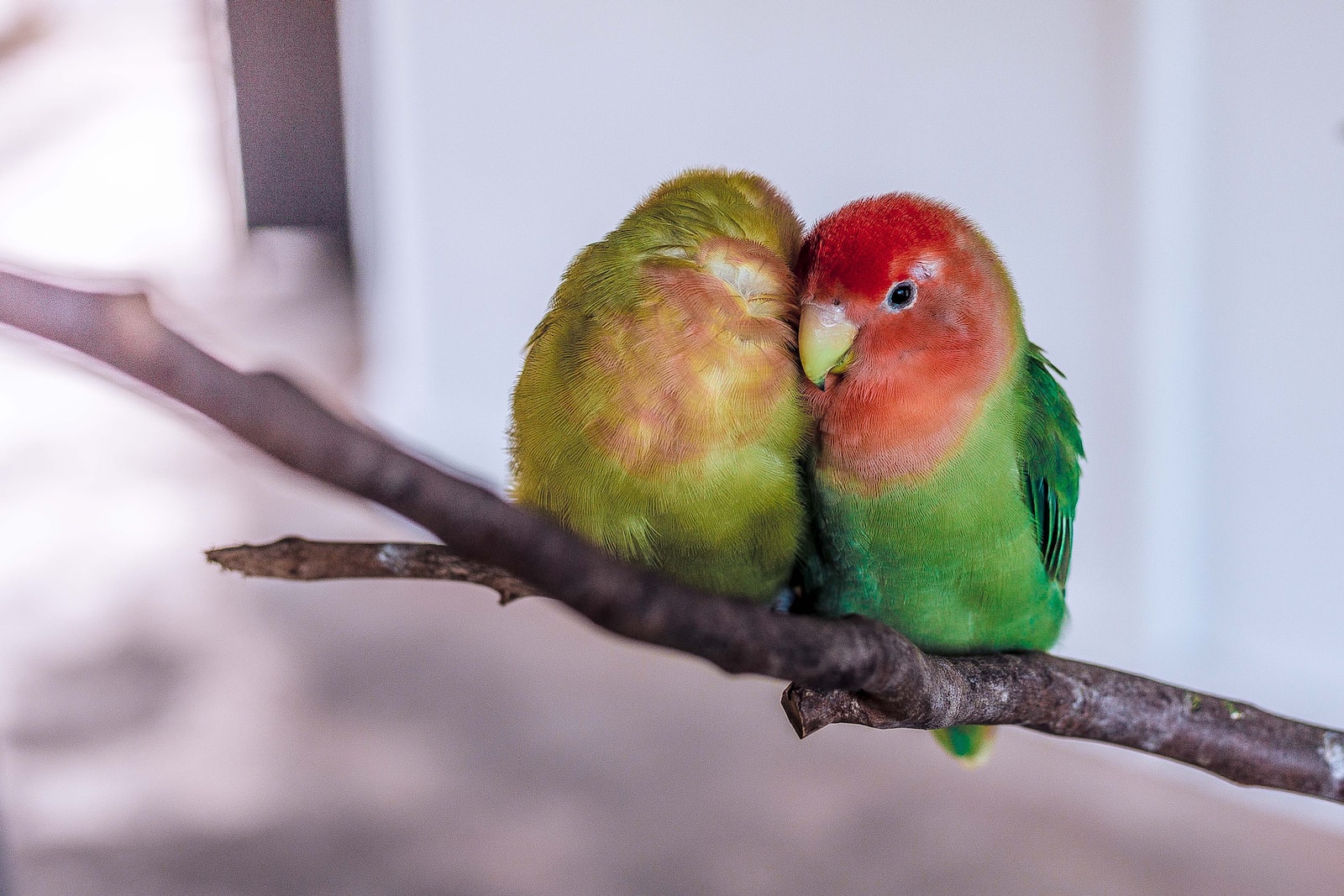 Lovebird