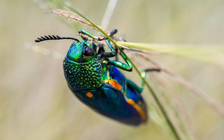 52 Different Types of Beetles in Arizona