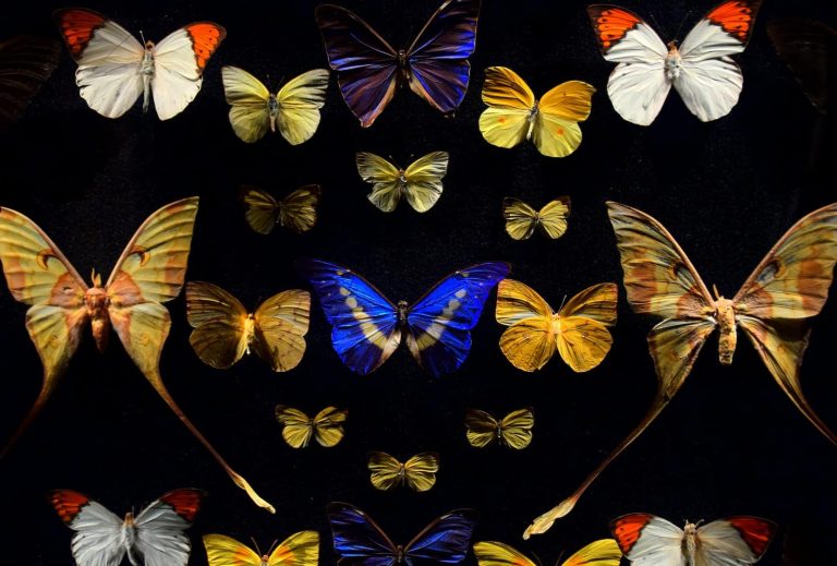 37 Types of Butterflies in Ohio