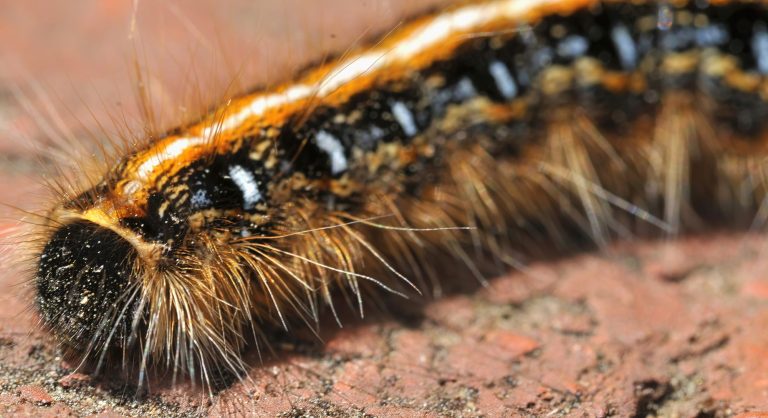20 Types of Caterpillars in South Carolina