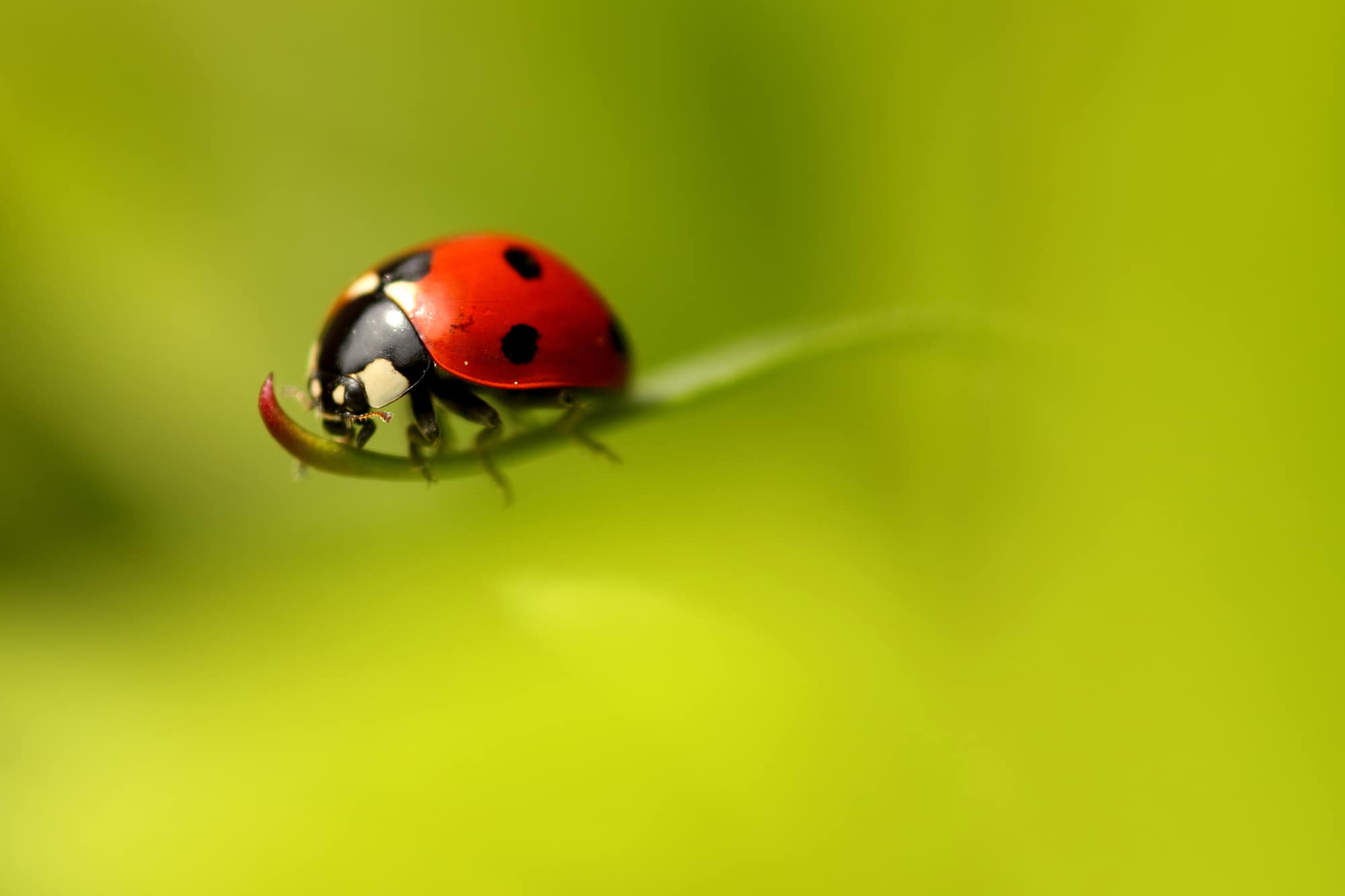 types of ladybugs in georgia