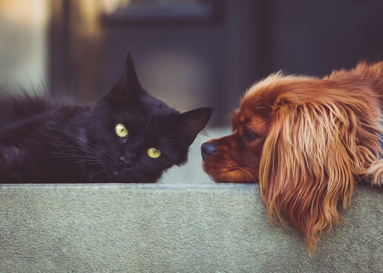 Why Do Dogs Eat Cat Poop?