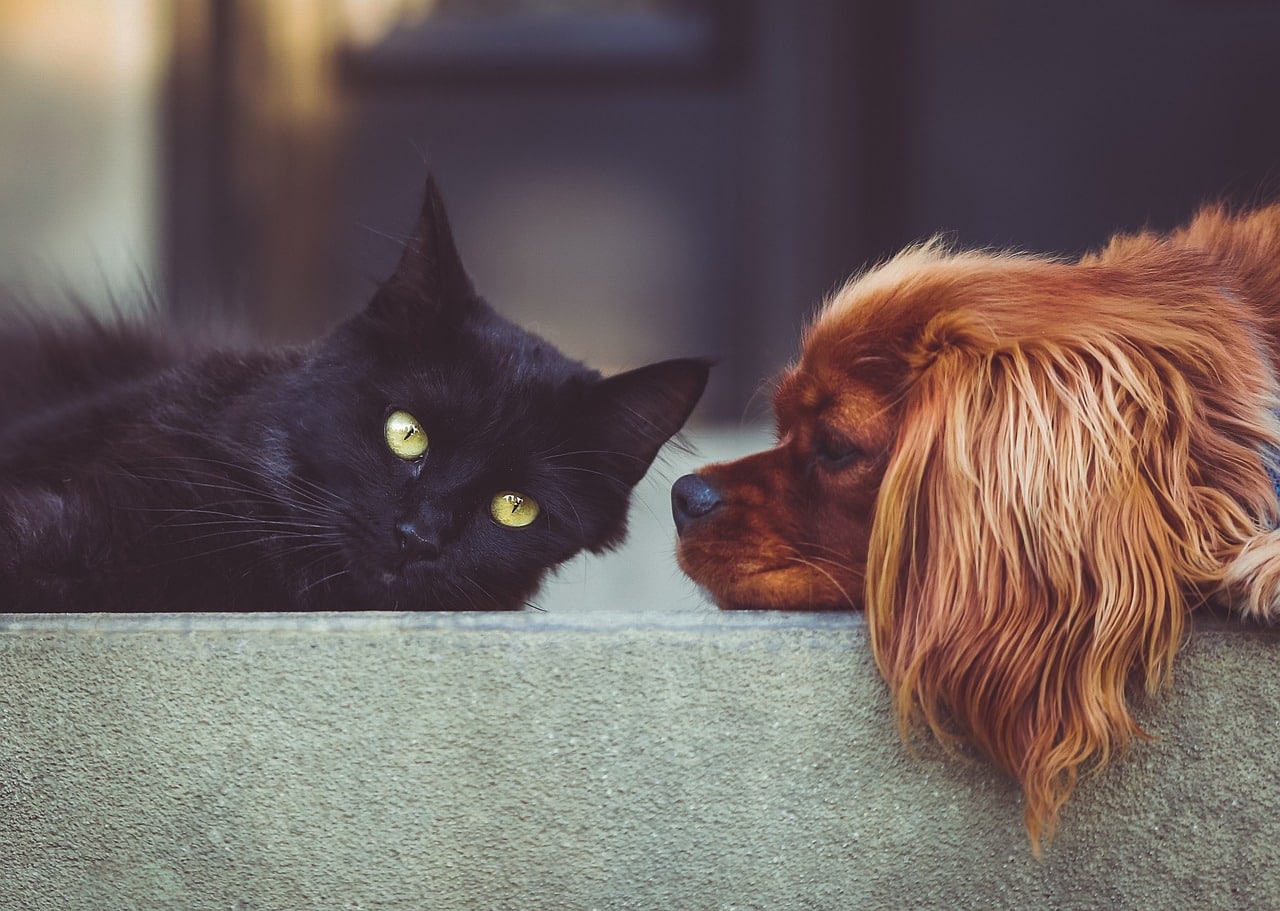 Why Do Dogs Eat Cat Poop?