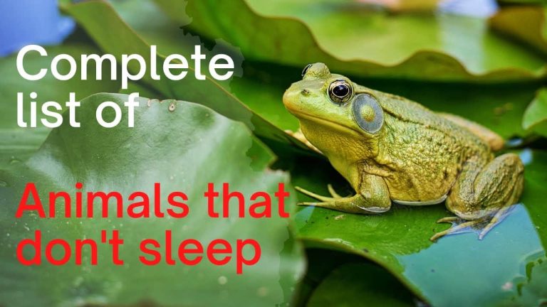 13 Animals That Never Sleep 🤯
