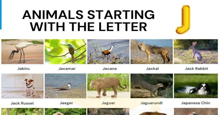 23 Animals That Start With J