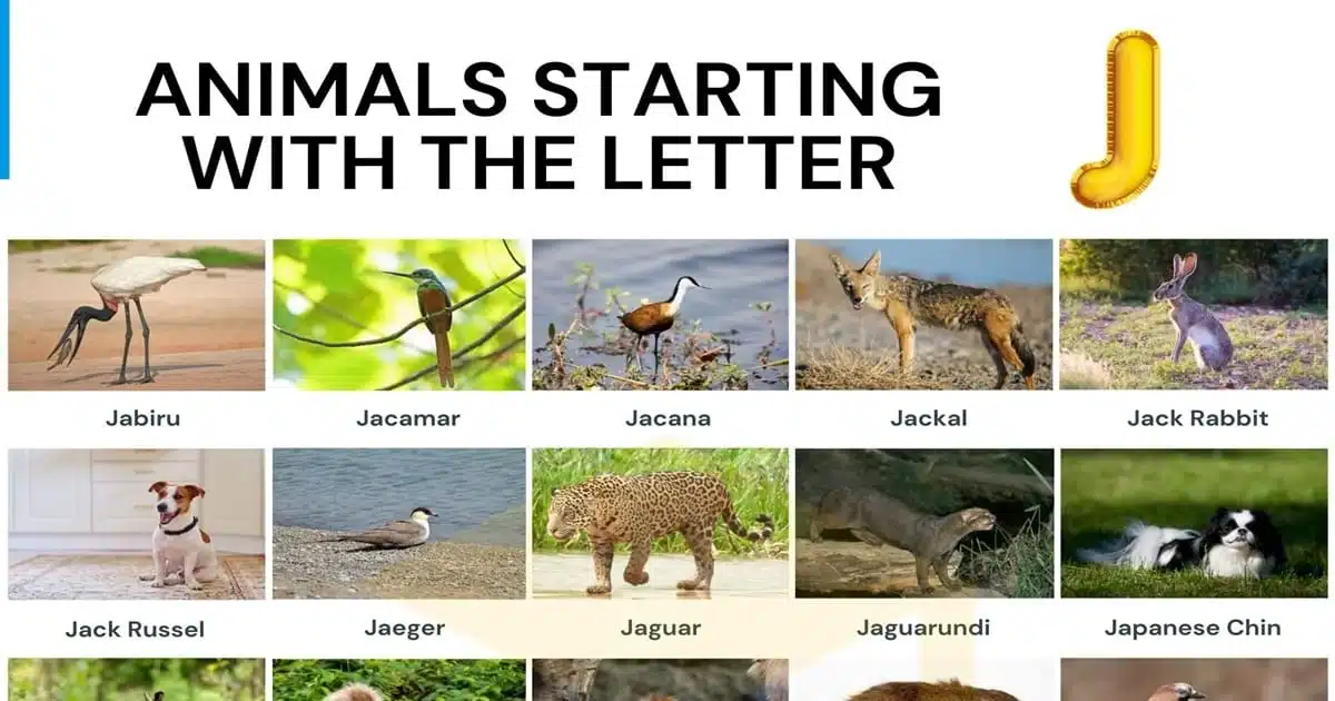 Animals That Start With J