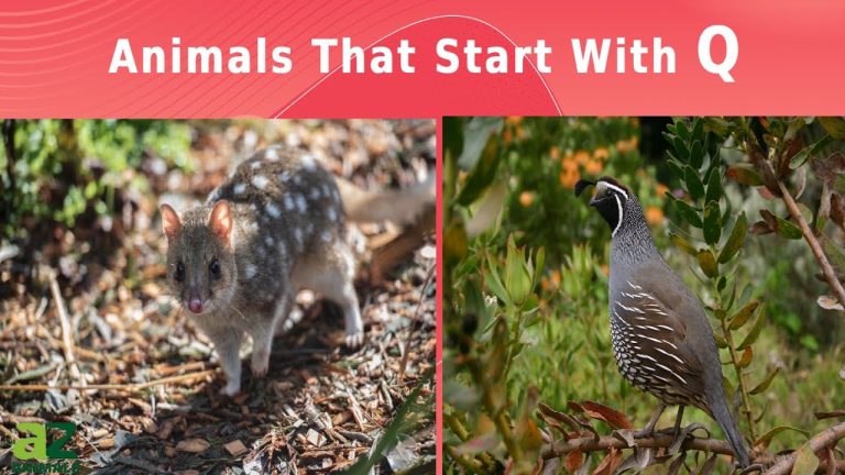 20 Animals That Start With Q