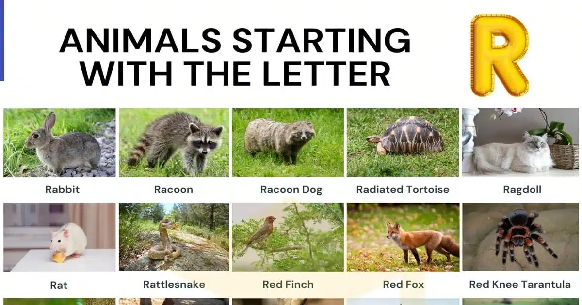 Animals That Start With R