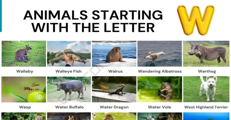 37 Animals That Start With W