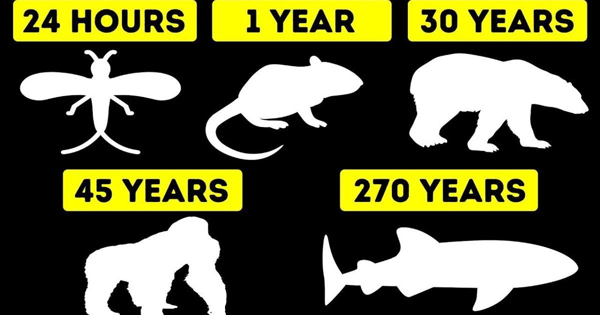 Animals With the Shortest Lifespan