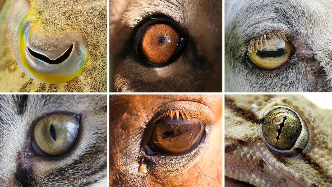 Animals with the Best Eyesight