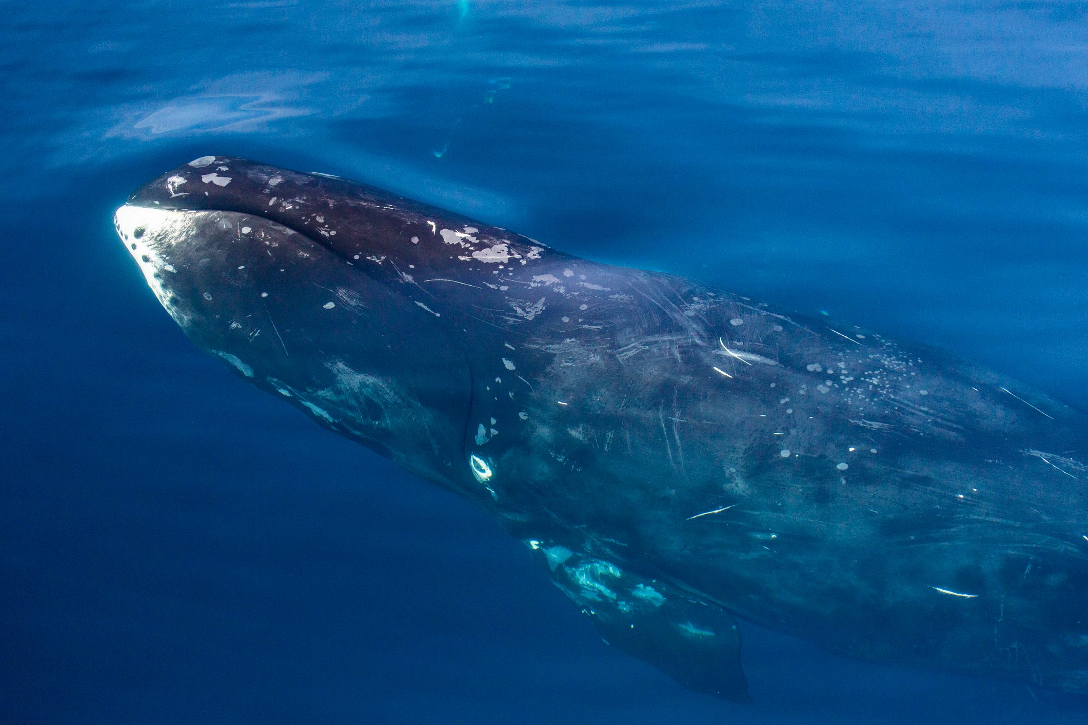 Animals with the Longest Lifespan