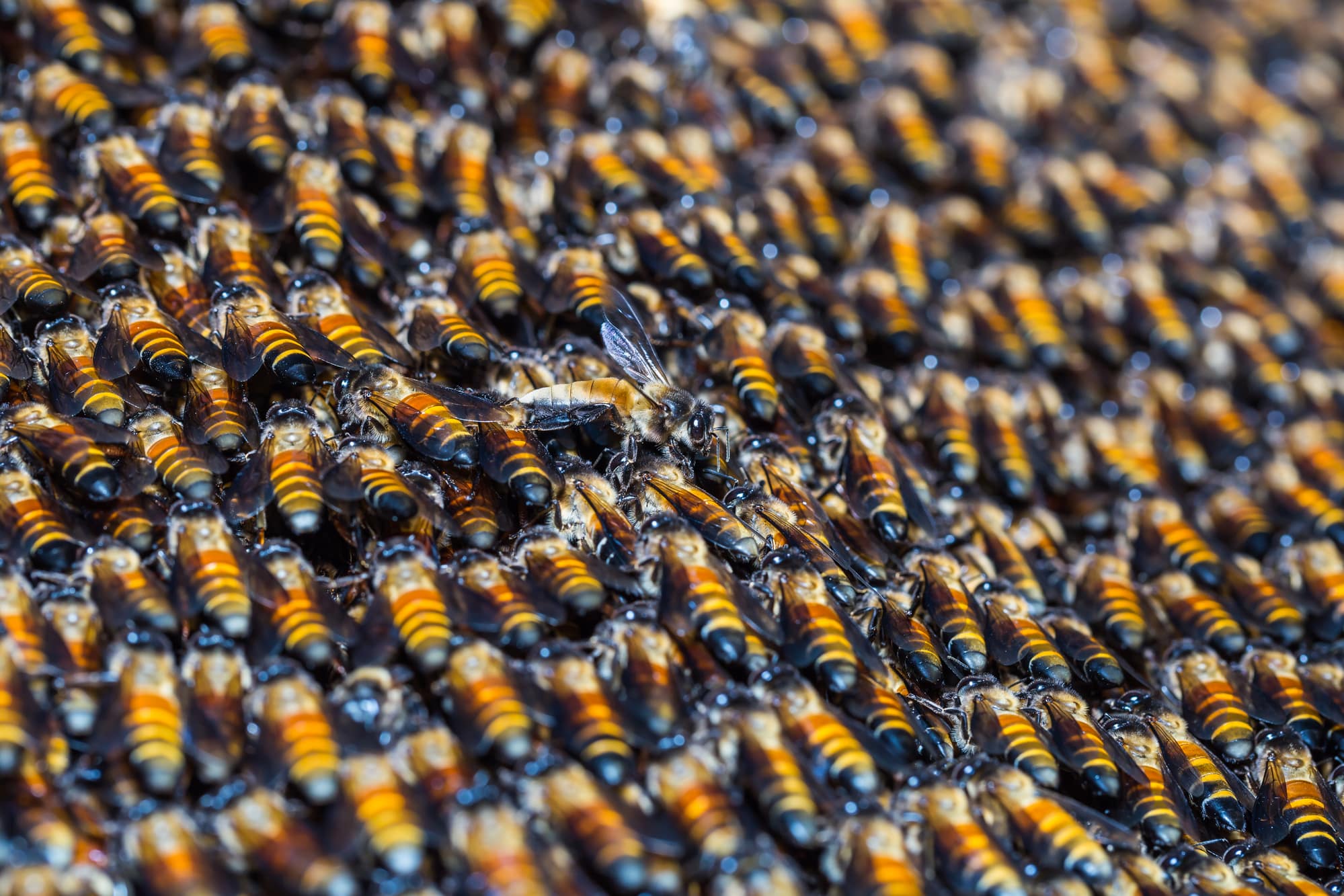 Different Types of Bees in Virginia