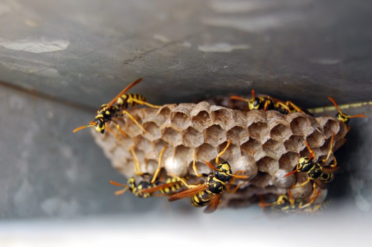 6 Different Types of Wasp Nests