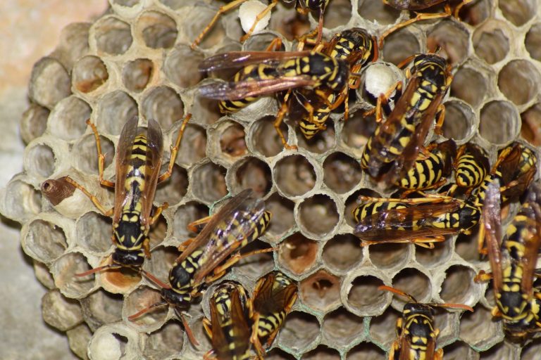 21 Different Types of Wasps in Kansas