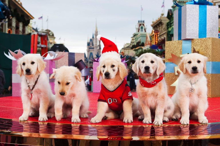13 Dog Christmas Movies to Watch This Holiday