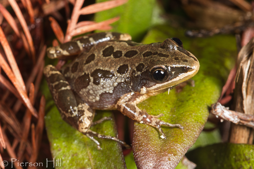 Southern Chorus Frog