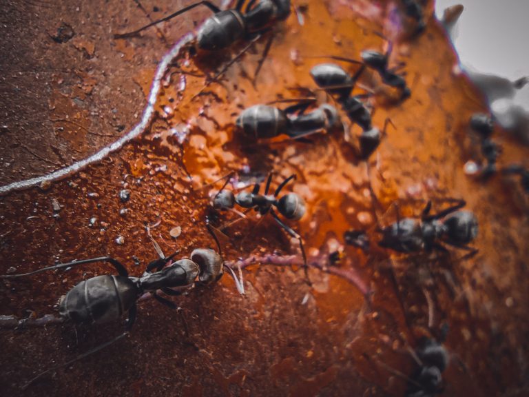 26 Different Types of Ants in New York
