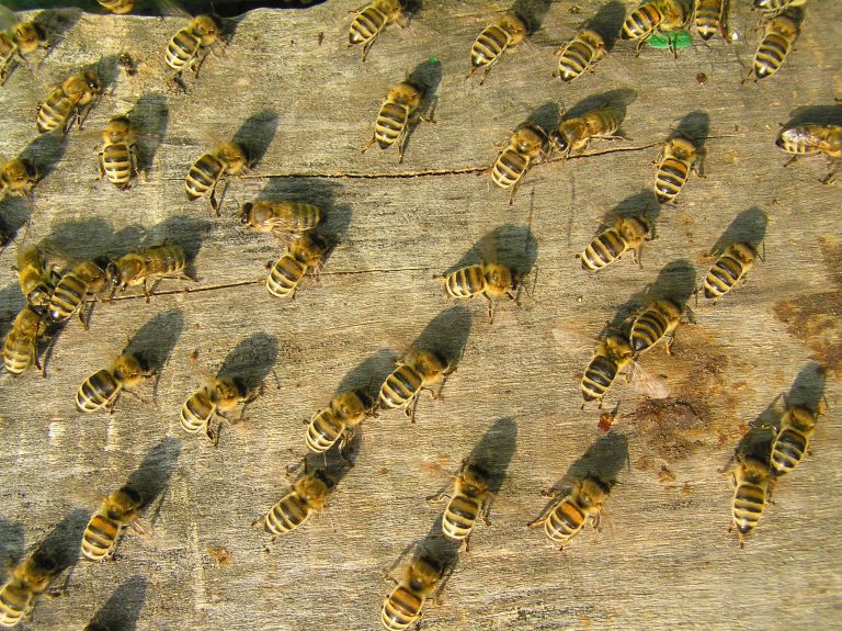 25 Types of Bees in Texas