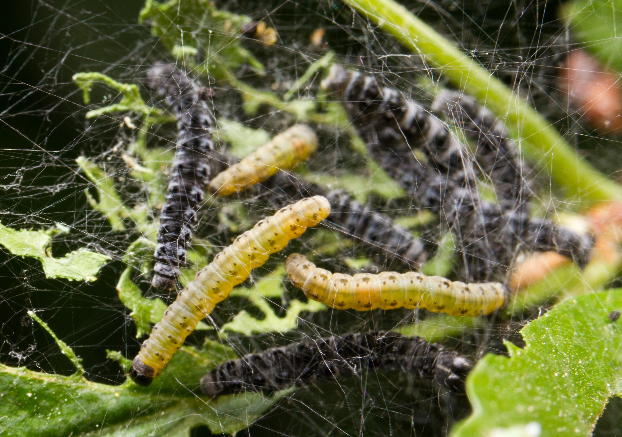Types Of Caterpillars In Hawaii