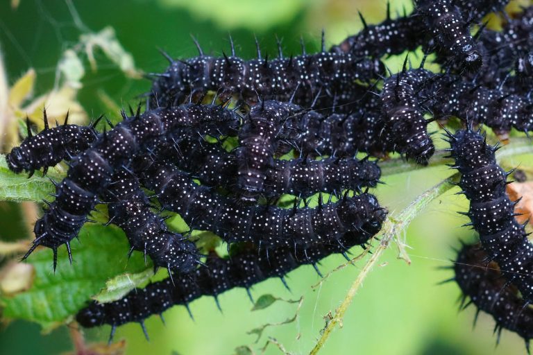 50 Types of Caterpillars in New Mexico