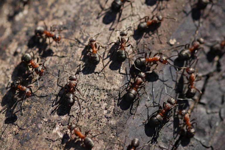 23 Types of Ants in Pennsylvania