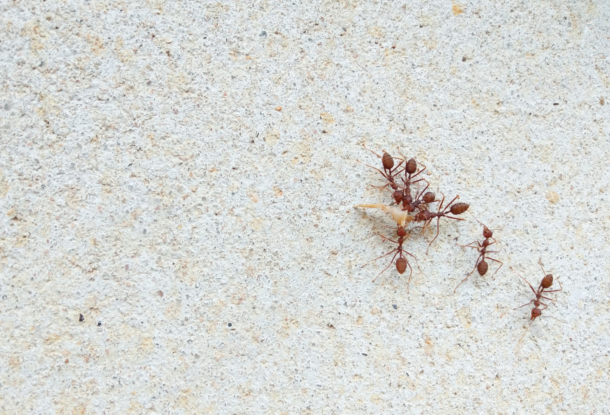 Types of Ants in Colorado