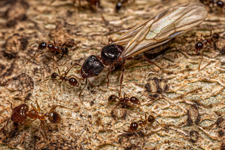 24 Types of Ants in Utah