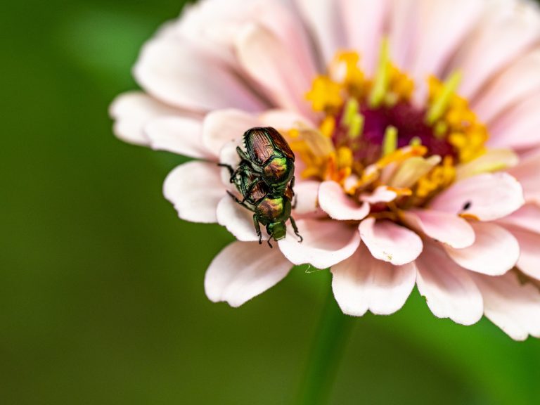 51 Different Types of Beetles in New York