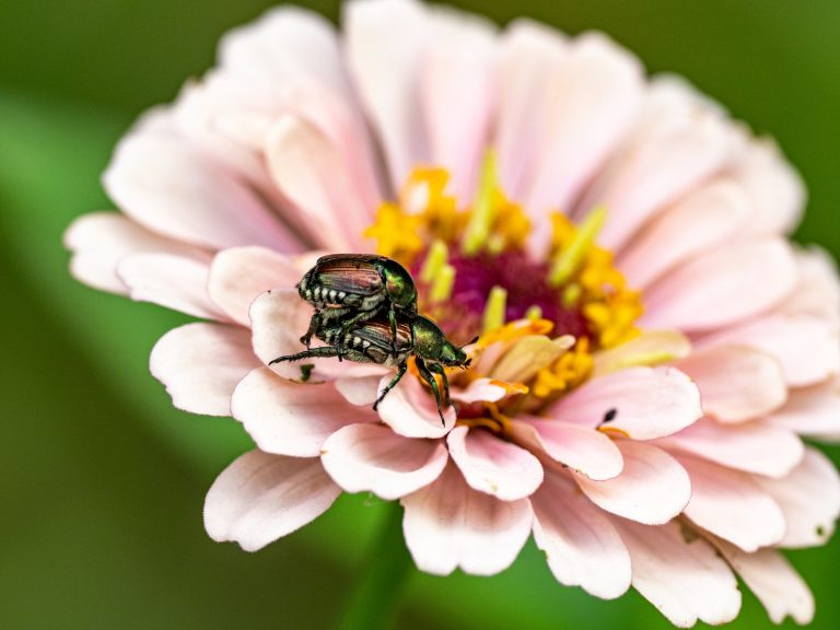 58 Types of Beetles in Delaware