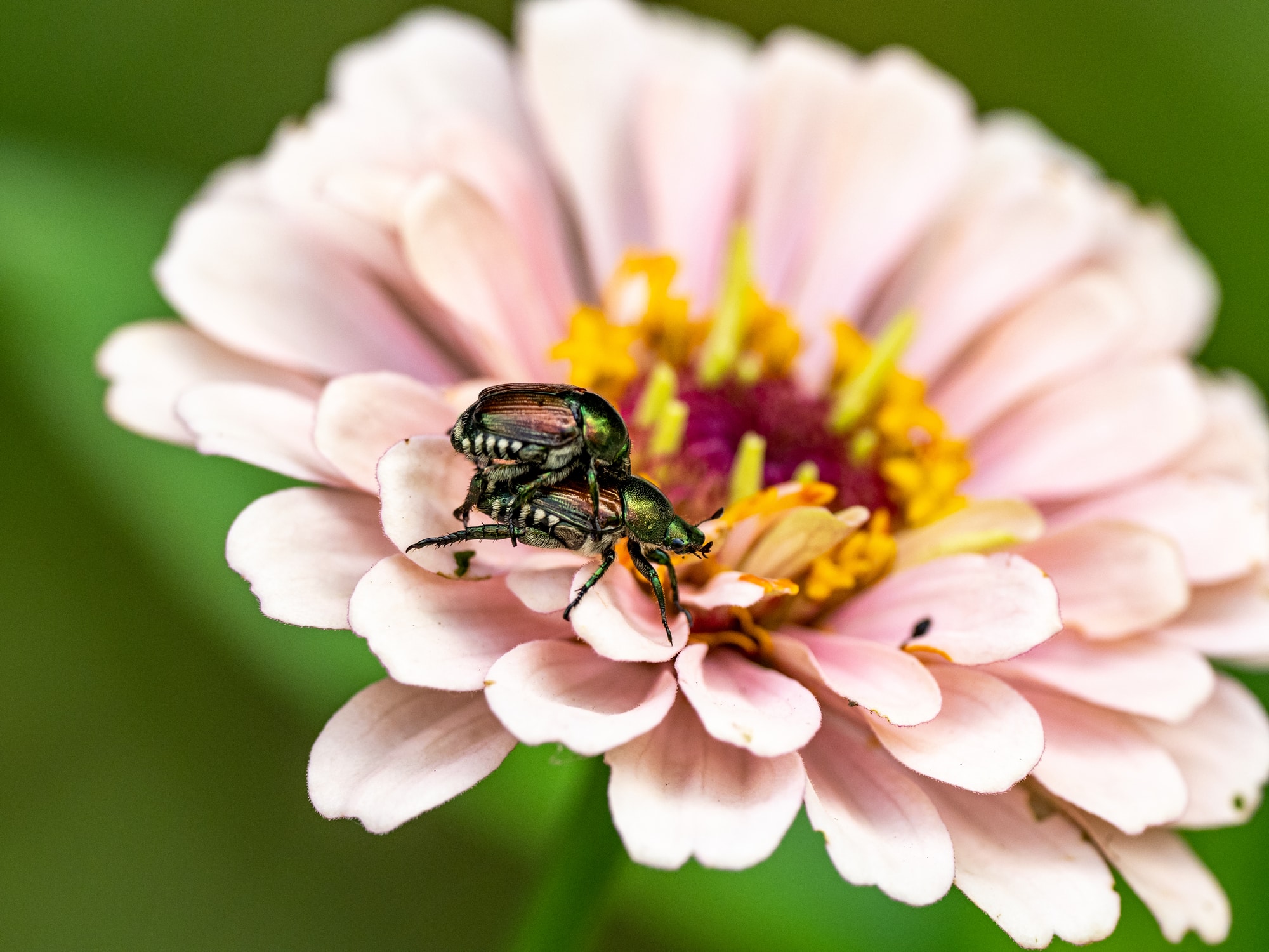 Types of Beetles in Delaware