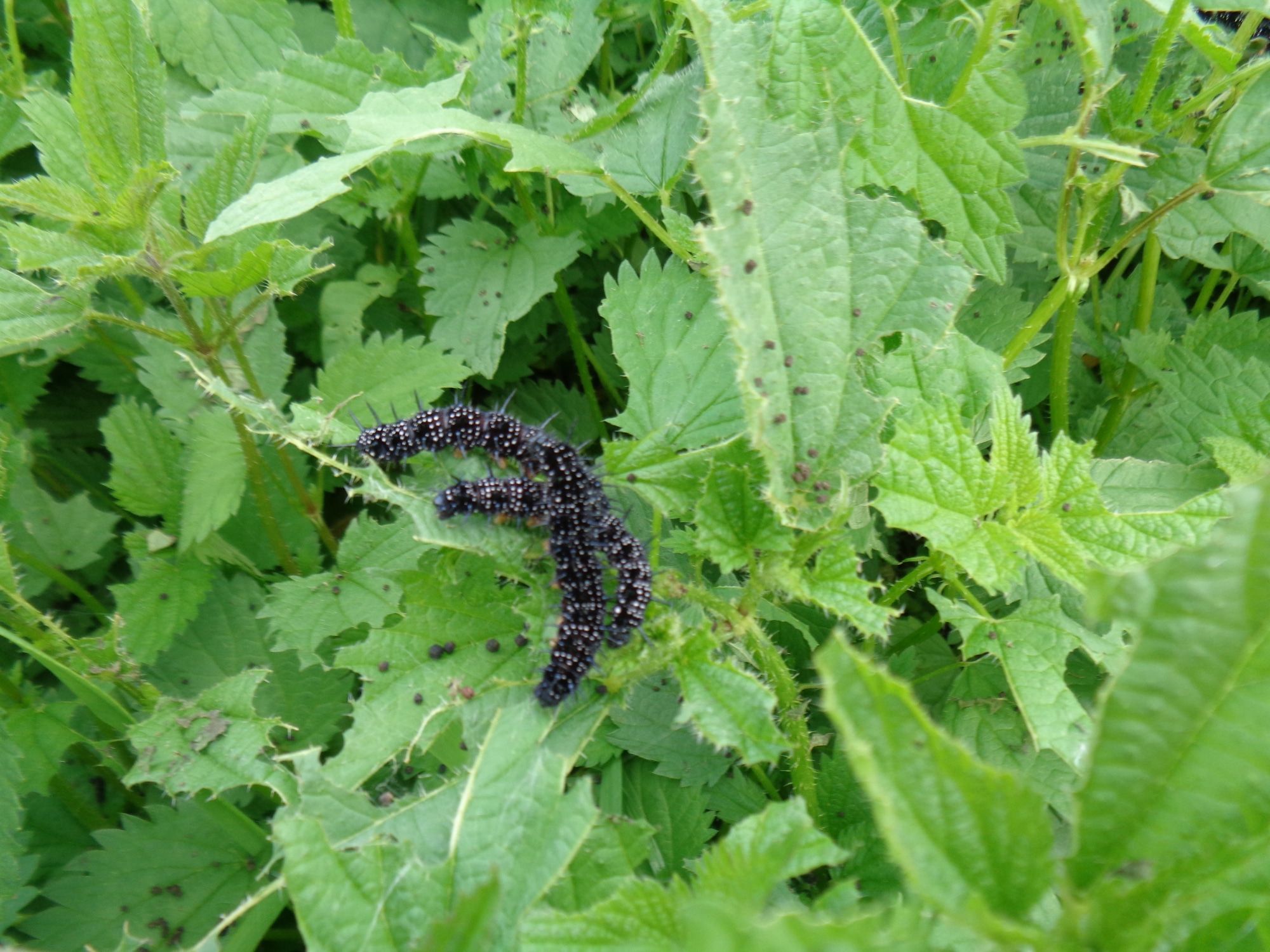 Types of Caterpillars in California