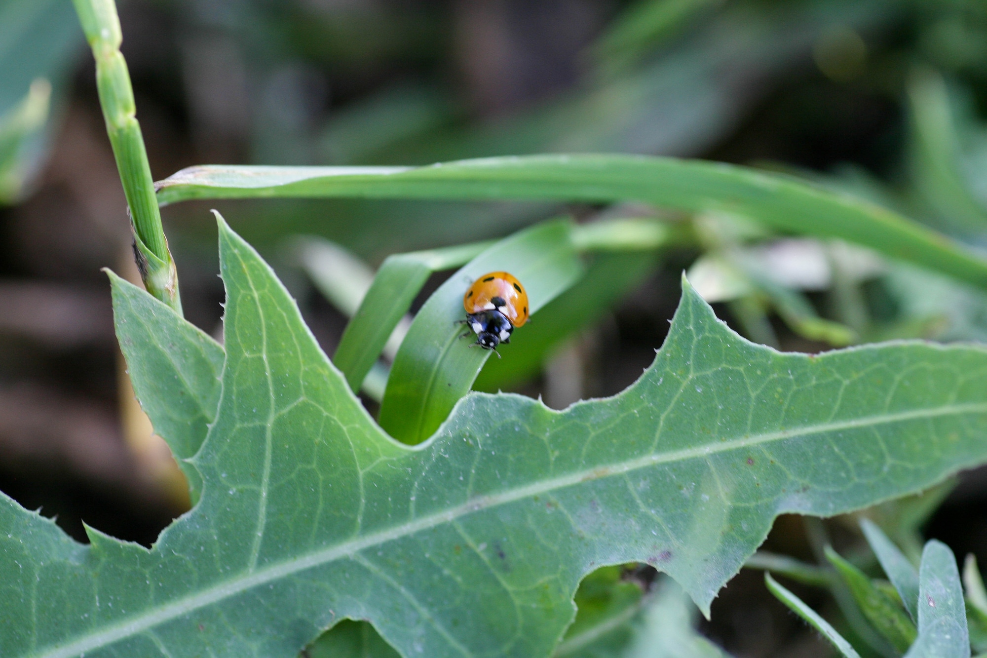 Types of Ladybugs in Maine
