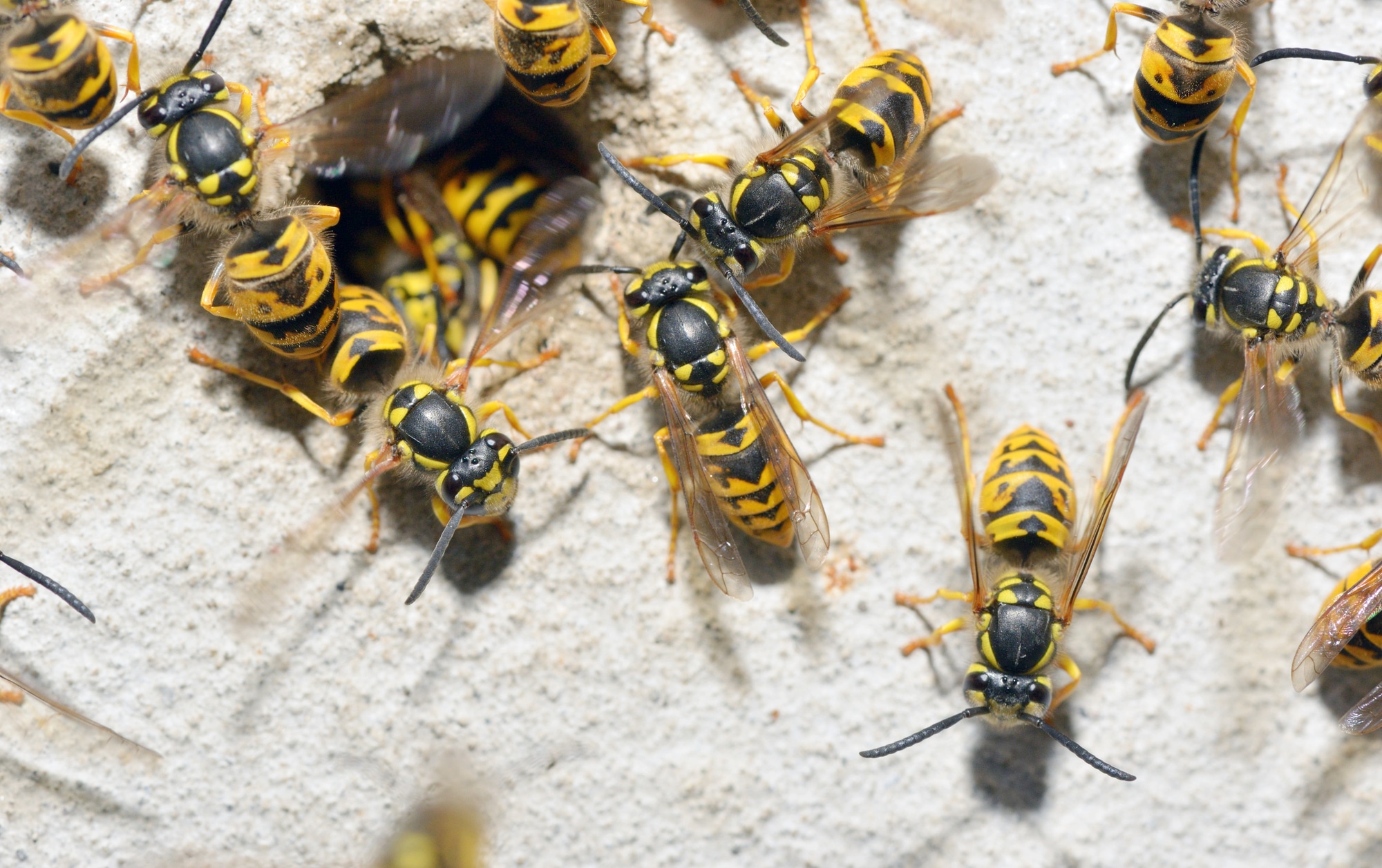 Types of Wasps in Mississippi