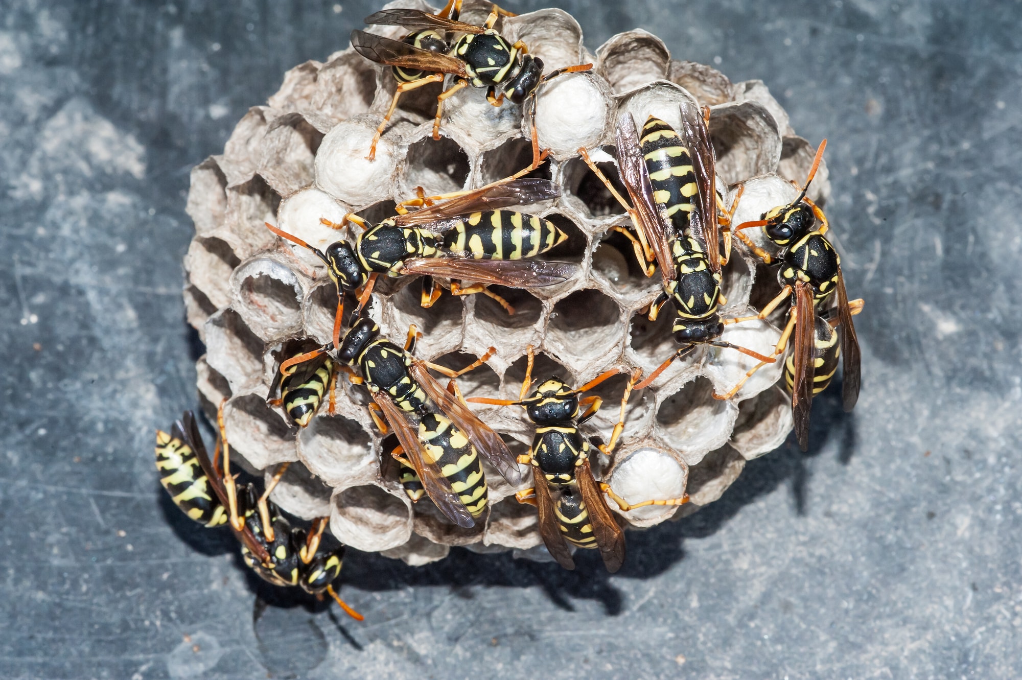 Types of Wasps in North America