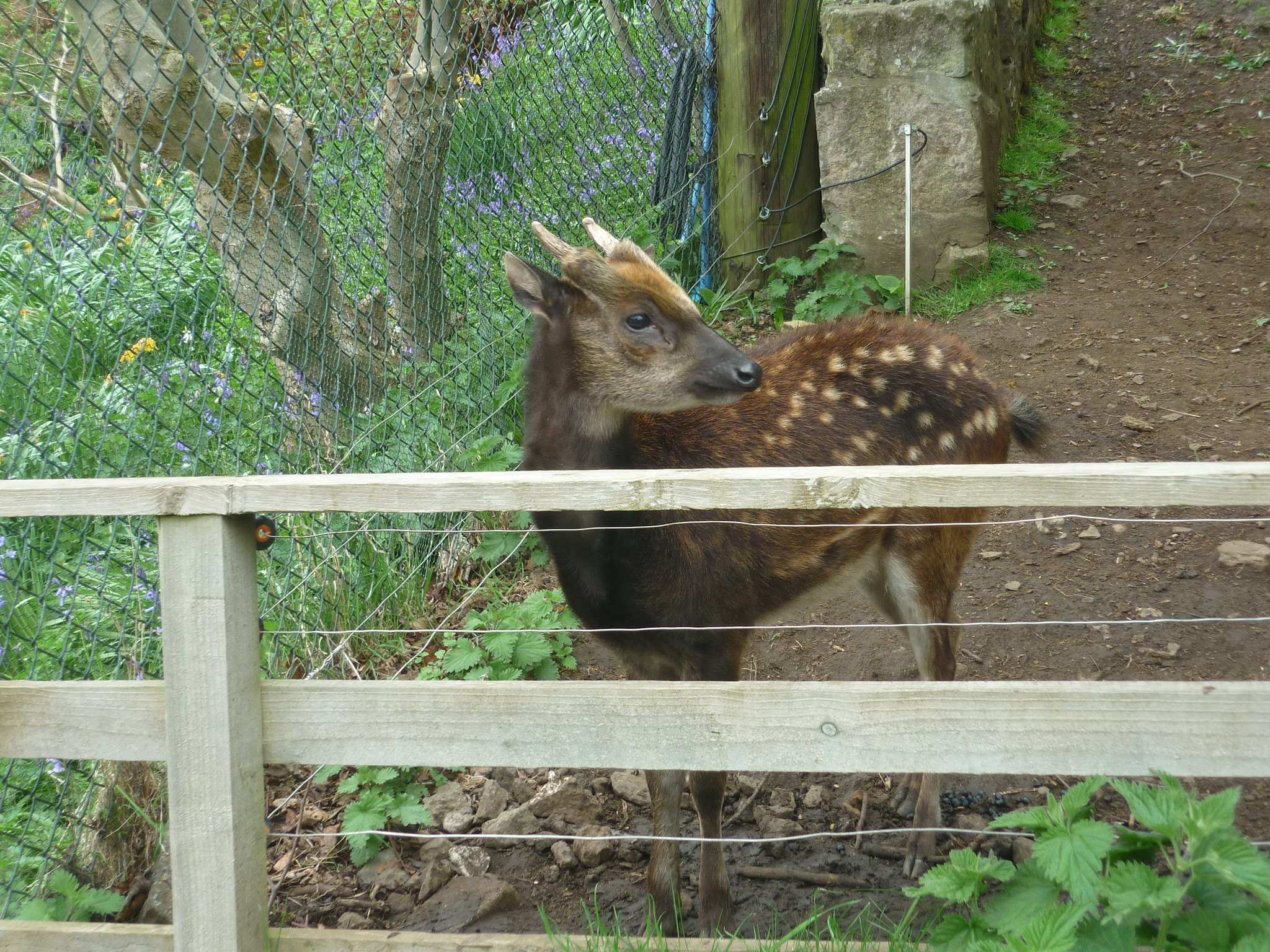 Visayan Spotted Deer