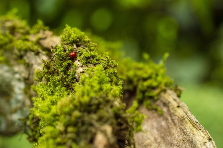 What Types of Plants Do Ladybugs Lay Eggs on?