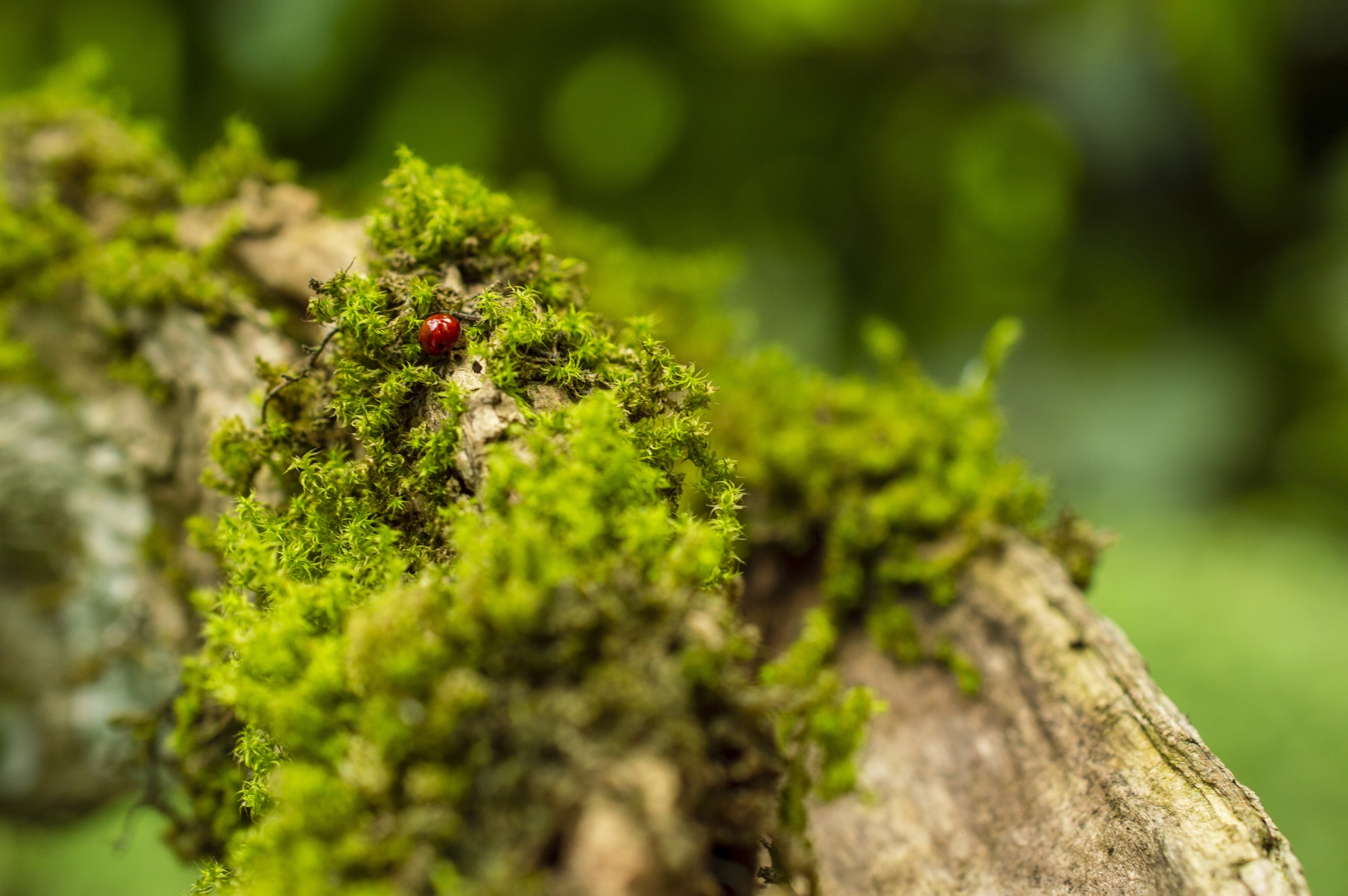 What Types of Plants Do Ladybugs Lay Eggs on