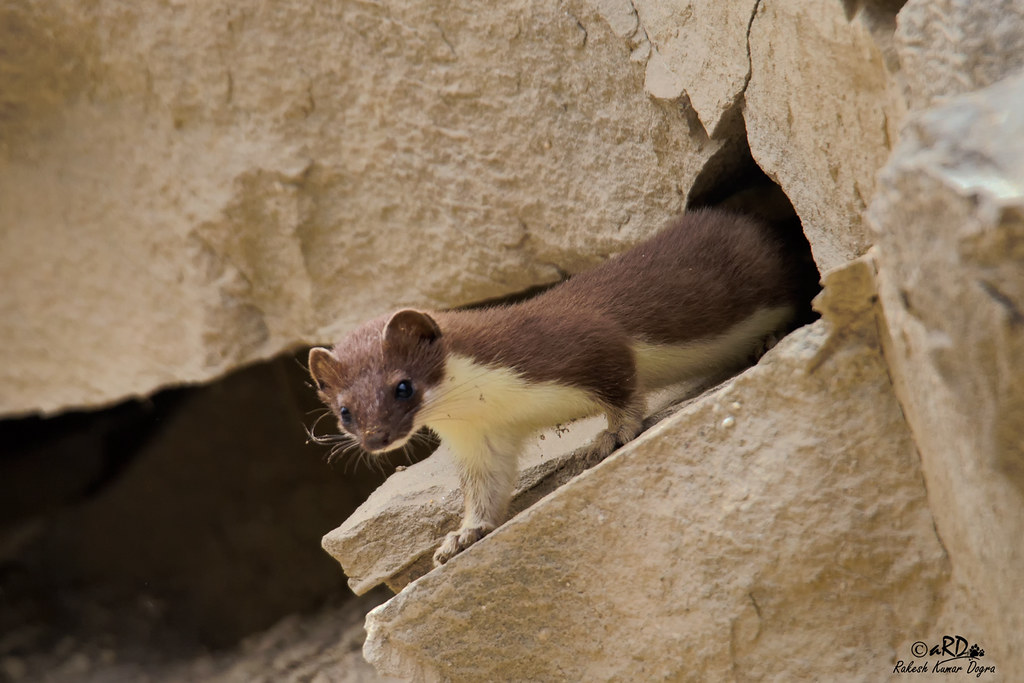 Yellow Bellied Weasel