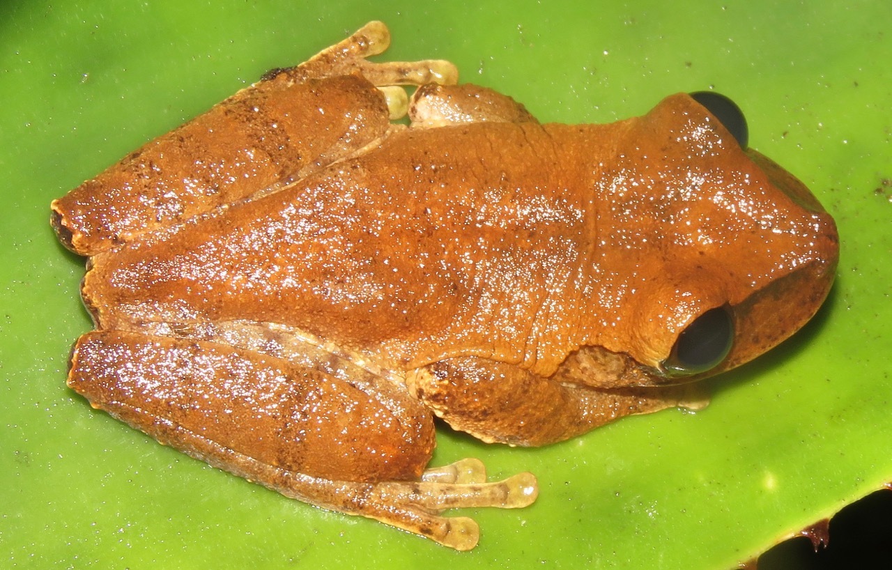 Yellow Bromeliad Tree Frog