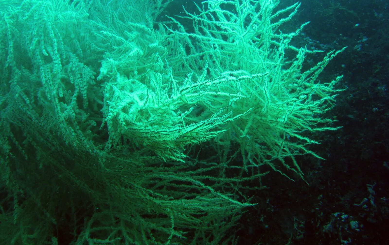 Yellow Cup Black Coral