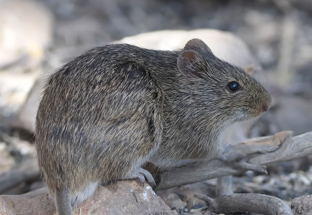 Yellow Nosed Cotton Rat