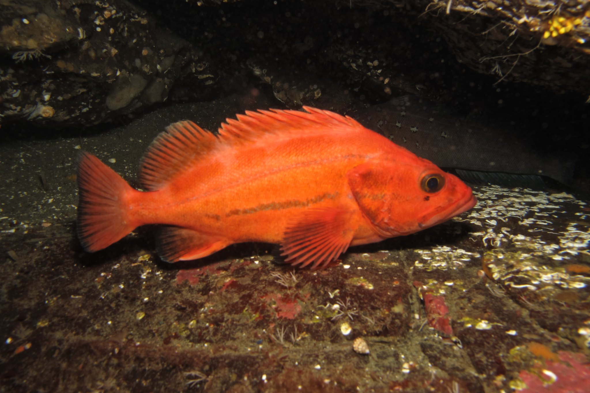 Yelloweye Rockfish