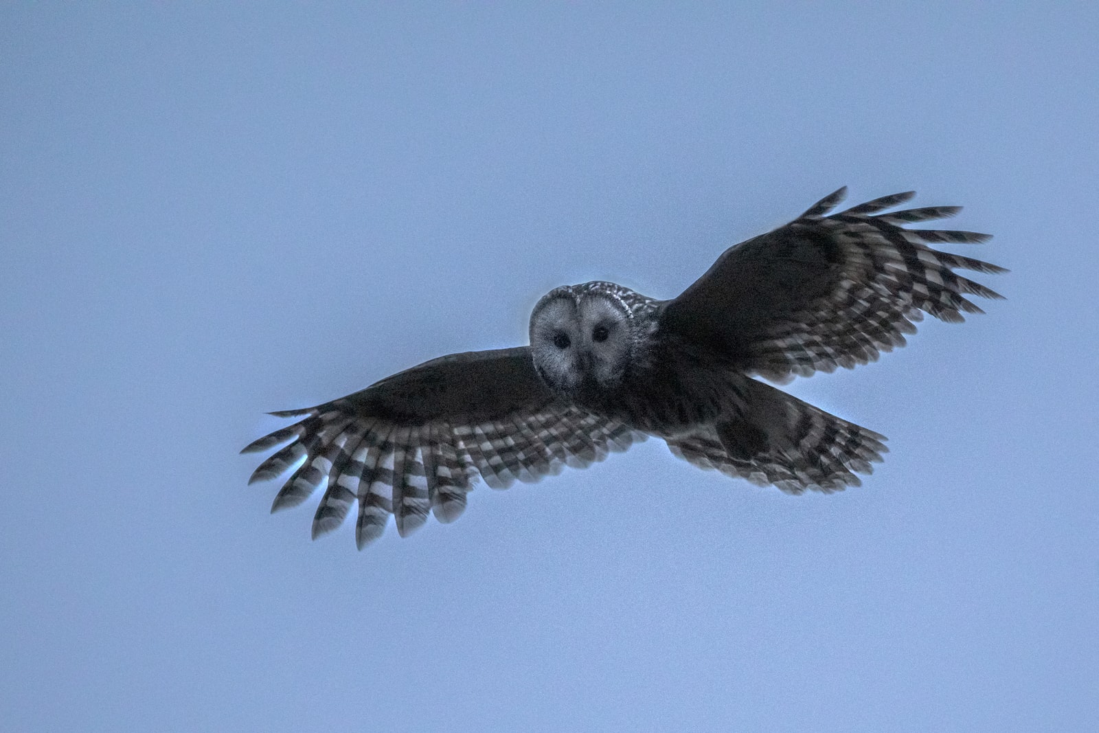 Bird Names That Start With U