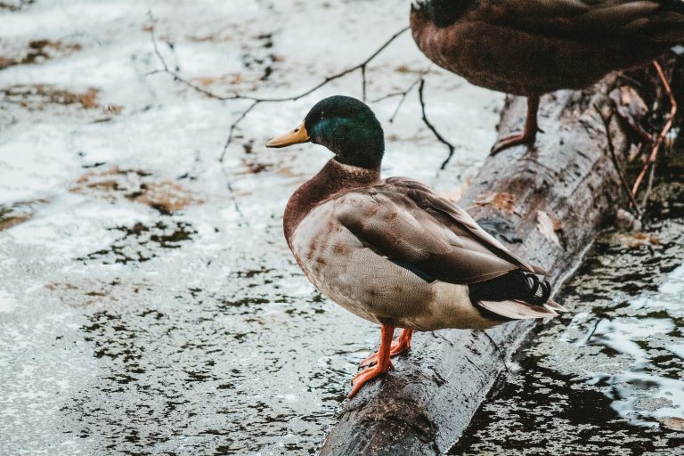27 Bird Names That Start With W