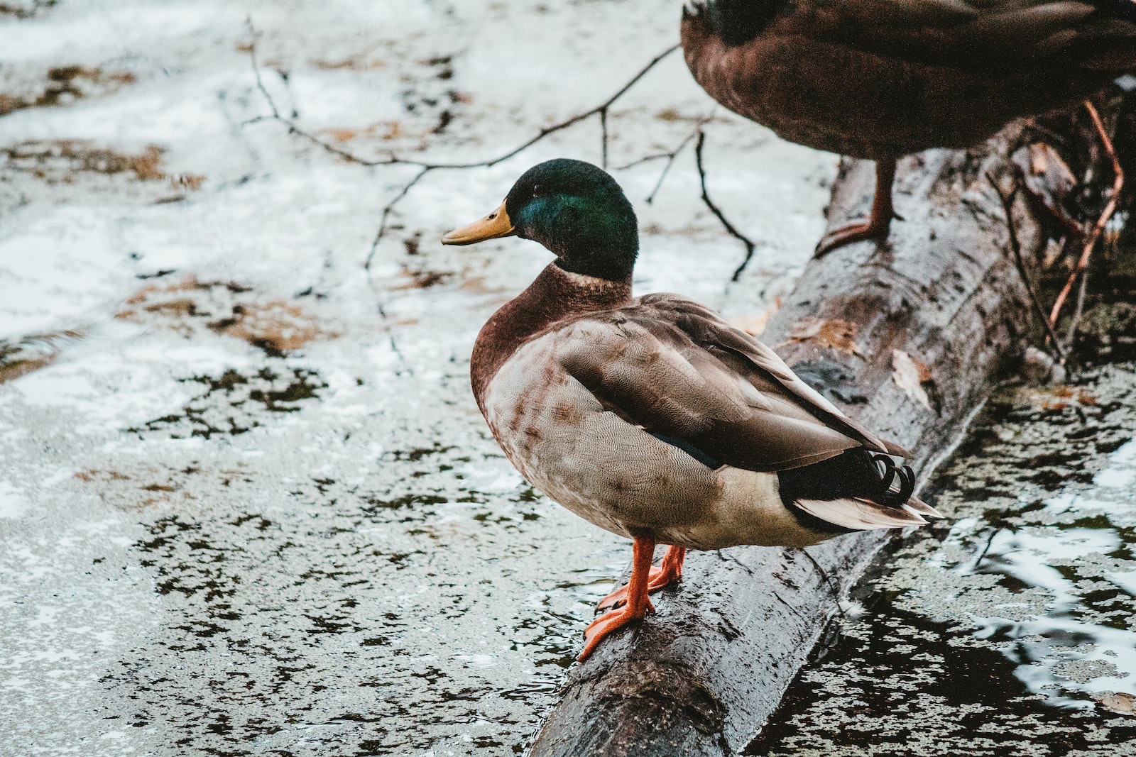 Bird Names That Start With W